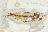 Two Cretaceous Fossil Fish (Armigatus) - Lebanon #111689-3
